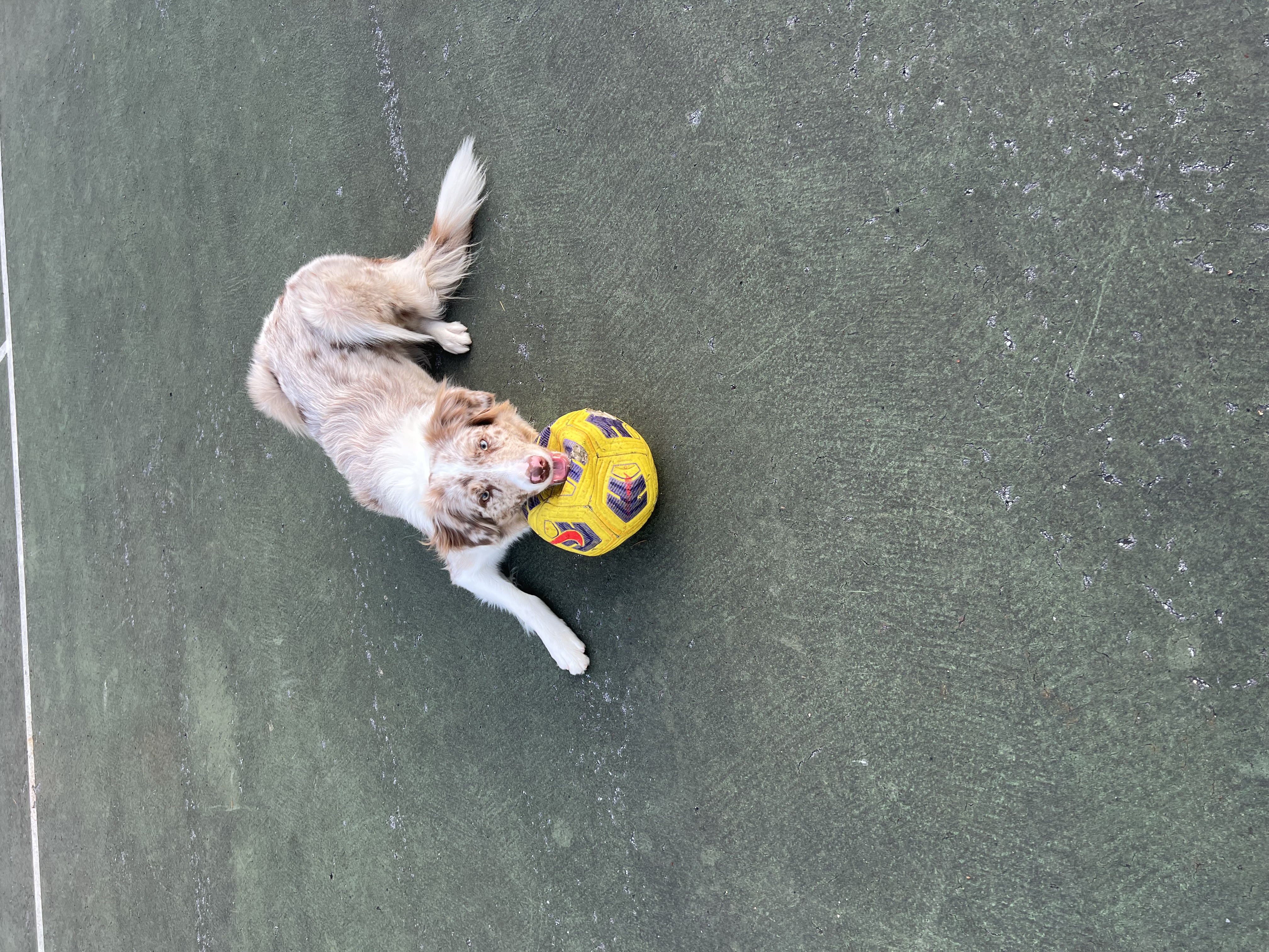my dog Laika